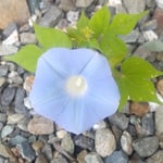 こぼれ咲いた朝顔は小さく一つだけでしたが凛としていました。　　　・こぼれ咲きても朝顔の凛として(和良)