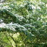 句友にも出会え、一緒に山法師を見ることができました。　　・山法師見て句友にも出会へ（和良）