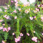 我が家の百日紅は台風に大きく揺れましたがこぼれませんでした。　・揺れてなほこぼれをらざり百日紅(和良)