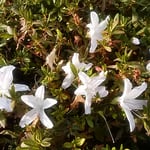 旧芝離宮恩賜庭園には躑躅の帰り花が咲き競っていました。　　　　　　　　　・競い咲き出しは躑躅の帰り花（和良）