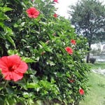 徳島市の助任川水際公園で見たハイビスカスです。今が盛りでした。 ・梅雨晴れてハイビスカスの朱色かな（和良）