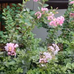 九月になってようやく咲き始めた我が家の百日紅です。　　　・九月来て咲き始めたる百日紅（和良）