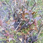 徳島城公園の薔薇園の薔薇の芽は赤いもの青いものがありました。　・公園の薔薇の芽の色朱も青も(和良)