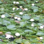 道後公園では睡蓮が池を埋め尽くさんばかりに咲いていました。　・ひろびろと睡蓮の咲き満てる池(和良)