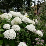 夏でも涼しい富良野ではまだ紫陽花が花をつけていました。　　　　　　　・紫陽花や北の富良野に梅雨はなく(和良)