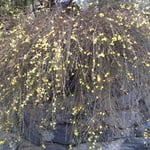 神山町で見た迎春花です。石垣の青石が雨に濡れて綺麗でした。  ・石垣は阿波の青石迎春花 （和良）