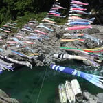 大歩危峡に行ってきました。今年もたくさんの鯉のぼりが泳いでいました。　　　　　　　　　・大歩危の水の青さよ五月鯉(和良)