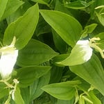 半夏生草は田植の終ったころに咲くと言われています。　　・ひろびろと田を植ゑてあり半夏生（和良）