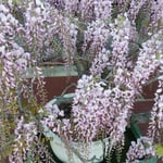 樹齢200歳の藤で有名な地福寺の盆栽の藤には気品がありました。　　・盆栽の藤に気品のありにけり(和良)