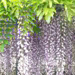 石井町の地福寺で開かれていた藤まつりを見に行ってきました。　　　・藤の花二百歳なる枝垂れやう(和良)