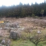 梅林はカルストの大地にあり大きな岩が転がっていました。　　　　　　　・カルストの岩の転がる梅の里（和良）