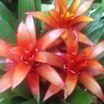 徳島市のレストランでは店先にクズマリアが並べられ綺麗でした。　　・水打って観葉植物並ぶ店(和良)