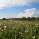 浜松市の浜名湖ガーデンパークのコスモスです。40万本と聞きました。　　　　　　　　　　　　・青空やコスモスの原ひろびろと(和良)