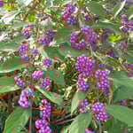 たわわに垂れた紫式部の実は秋の日差に輝いて見えました。　　・紫の玉に艶あり式部の実（和良）