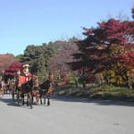 皇居東御苑で見た儀典馬車の演習です。どの馬も汗をかいていました。  ・儀典馬車朝の演習息真白 （和良）