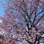 蜂須賀桜と武家屋敷の会の皆さんがお花見の会をしてくださいました。　　・青空に蜂須賀桜より赤く（和良）