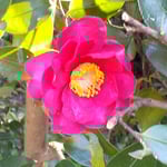 徳島城公園の山茶花の垣根にたくさん山茶花が咲き残っていました。・咲き残る山茶花なほも瑞々し(和良)