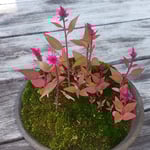 広々とした日本庭園の中に盆栽苑があり鶏頭の盆栽がありました。　・小さかり盆栽苑の鶏頭は(和良)