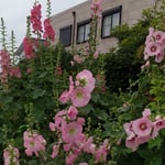 藍住町で見た立葵は洋館の前のよく肥えた畑の土に茂っていました。　・よく肥えた畑の土に立葵(和良)