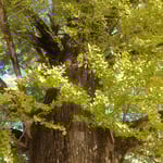 地蔵寺の樹齢800年の銀杏の幹は太くがっしりとしていました。　・黄葉の銀杏の幹の太さかな（和良）