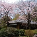 新宿御苑には茶室もあり静かな雰囲気で抹茶をいただきました。　　　　　　　・その奥に垂れ桜の茶室かな（和良）