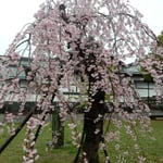 ほんのりと紅を差した桜にはしだれ桜ならではの風情がありました。　・ほんのりと紅差すしだれ桜かな(和良)