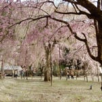 清雲寺のしだれ桜は秩父の名物であり毎年多くの観光客が訪れます。　　　・貫禄の秩父のしだれ桜かな（和良）