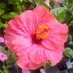 徳島市のレストランではブーゲンビリアも飾られていました。　　・赤よりも赤きブーゲンビリアかな(和良)