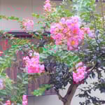 我が家の百日紅は雨が降った後がいよいよ美しく輝いて見えました。　・雨に濡れ色美しき百日紅(和良)