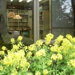 菜の花越しに見えた司馬遼太郎さんの書斎です。生前のままにされていました。  ・菜の花や司馬遼太郎亡き書斎（和良）