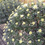 吉野川市鴨島町の菊花展では高校生が実習に来ていました。　　・菊師より苦労談聞き菊巡る（和良）