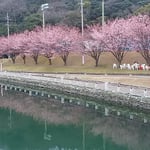 助任川南岸の蜂須賀桜はこんなに大きく育ちました。　　　　　　　　　　・紅の濃き蜂須賀桜川面にも（和良）