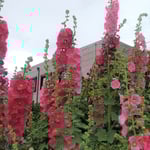 藍住町のご近所で見た立葵は小雨が来て勢いを増していました。　・小雨来て勢増しけり立葵(和良)