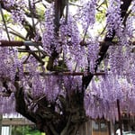 童学寺では藤の甘い香りにたくさんの蜂が群がっていました。　　　　・藤の香の甘さに蜂の群がれる(和良)