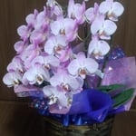 胡蝶蘭を送ってくださったのは母の日のお母さんからでした。　・母の日の母から母へ胡蝶蘭和良)