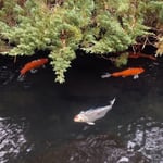渭水苑の東側の庭園には鯉の泳ぐ池もあり緋鯉が固まっていました。・ぢつと見てをれば寒鯉動き出す(和良)