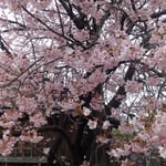 藩政時代から咲き続く蜂須賀桜の大樹は庭を埋め尽くしていました。・一本で庭埋め尽くしゐる桜(和良)