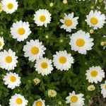 藍住町の歯科医院の庭にマーガレットが咲いていました。　・マーガレット咲かせデンタルクリニック(和良)