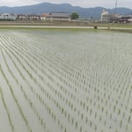 満々と水の張られた早苗田に波紋を残して風が渡って行きました。　・早苗田に波紋を残し風渡る(和良)