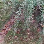 句友の皆さんと奈良へ一泊吟行。大仏殿の一隅で萩を見つけました。  ・大仏のまします伽藍残る萩 （和良）