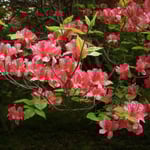 吉野川市の船窪つつじ公園では、ひっそりと咲く躑躅もありました  ・公園の裏の裏道躑躅咲く（和良）