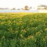 藍住町の自宅周辺の散歩の途中、菜の花畑を見つけました。　　　　　　　・菜の花の方へ散歩の足の向く（和良）