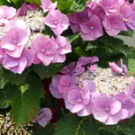 鳴門市のお寿司屋さんのお店の前に額紫陽花も咲いていました。　　　　・明日からは雨の予報よ額の花(和良)