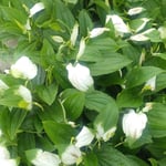 藍住町で散歩の途中に見かけた半夏生草を近寄って眺めました。　・半夏生近くで見んと寄り道し(和良)