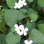 どくだみの花は我が家の庭に敷き詰めたかのように咲きました。　・隅々にまでどくだみの咲ける庭(和良)