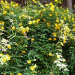 上勝町の正木ダムの下の旧家では庭に山吹も咲かせていました。　　　　・山吹の桜ひとひら乗せて咲き(和良)