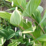 藍住町を散歩していますと鳴子百合を咲かせている家がありました。　・日の陰にありて涼やか鳴子百合(和良)