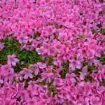 東御苑では綺麗に刈り込まれたさつきが犇き合って咲いていました。  ・犇きてなほ犇きてさつき咲く(和良)