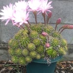 我が家の駐車場の仙人掌は太陽に向かって咲いていました。　　・仙人掌の花は太陽正面に(和良)