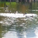 栗林公園では鴨の来ている池と来ていない池がありました。　　　　　　・園広し鴨ゐる池とゐない池(和良)